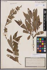 Foto von Salix dasyclados Wimm. x Salix purpurea L.